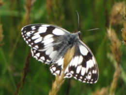papillons