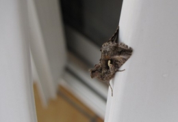 insectes, papillons