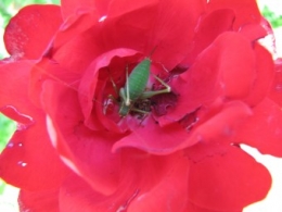 110901 Leptophyes Femelle 1.jpg
