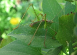 110901 Leptophyes Mâle.jpg