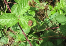 punaises, insectes, 