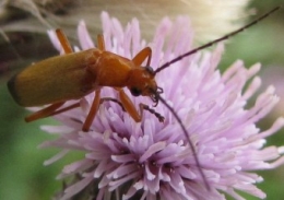 100808 Rhagonycha fulva 0925 (4b).jpg