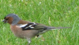 oiseaux, pinson, 