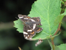 papillons