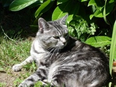 DSC01661 chat.JPG