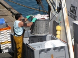 100704 Déchargement poissons.jpg