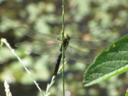 100718 Libellule 2.jpg
