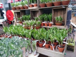 muguet, travail, 