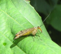 100904 Mouche-scorpion 1285b.jpg
