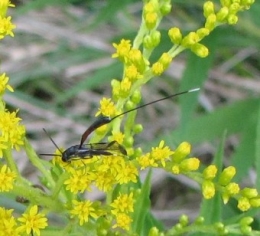 110820 Ichneumon gasteruption femelle 2367 (1).jpg