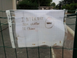 optimisme, chiens,