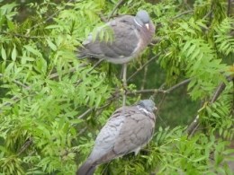 Pigeons.jpg