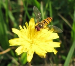 110707 Syrphe ceinturé 2283.jpg