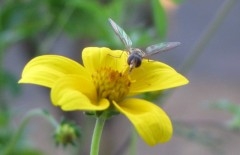Syrphe 0115.jpg