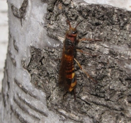 Sirex géant 0258 (3)bis.JPG