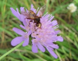 110719 Sicus ferrugineus 2333 (2).jpg