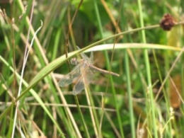 libellules