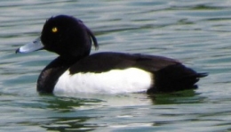 oiseaux, fuligules, 