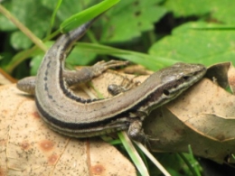 lézard, 