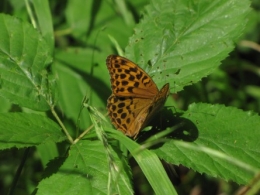 papillons