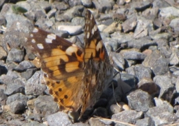 papillons
