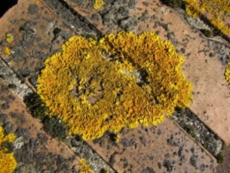 lichens, 