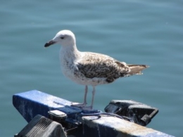 100711 Goéland immature.jpg