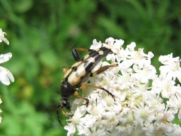 insectes, entomologie, jean-henri favre, 