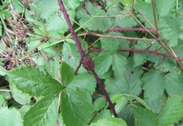 punaises, insectes,