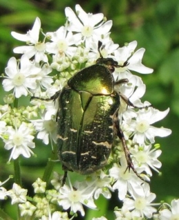 insectes, cétoine dorée, coléoptère, 