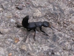 Staphylin noir b(8).jpg