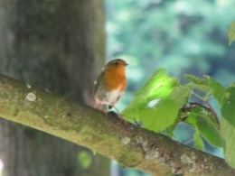 rouge-gorge