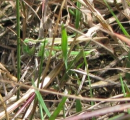 insectes, criquets, entomologie, 