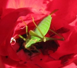 110901 Leptophyes Femelle 2.jpg