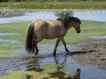 cheval.JPG