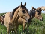 chevaux.JPG