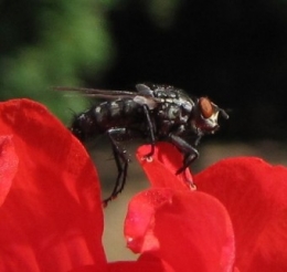 100803 Mouche à damier Melaneura.jpg