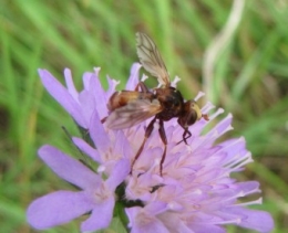 110719 Sicus ferrugineus 2333 (3).jpg