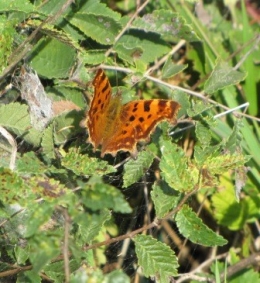 papillons, insectes, 