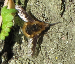 bombyle, mouches, insectes, 
