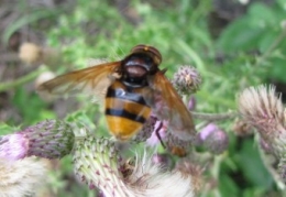insectes, volucelle, jean-henri favre,