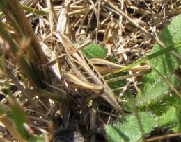 insectes, criquets, entomologie, 