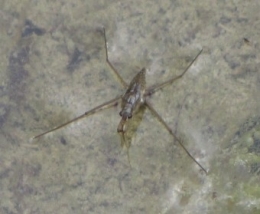 insectes, 