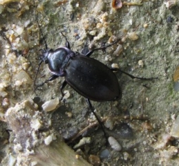 insectes, entomologie, carabe, 