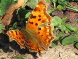 papillons, insectes, 
