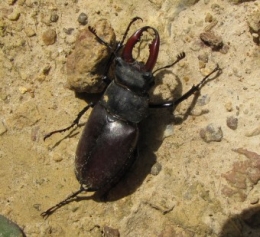 insectes, lucane, 
