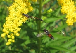 110820 Ichneumon gasteruption femelle 2367 (2).jpg