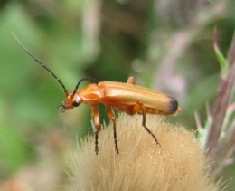 100808 Rhagonycha fulva 0925 (3b).jpg