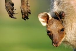 kangourous, 
