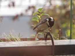 Mésange noire 1492.jpg